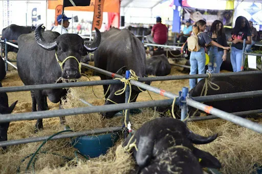 ExpoFeria Nacional Bufalina Ovina Caprina tomará Caracas desde el 9 al 13 de abril  (2)