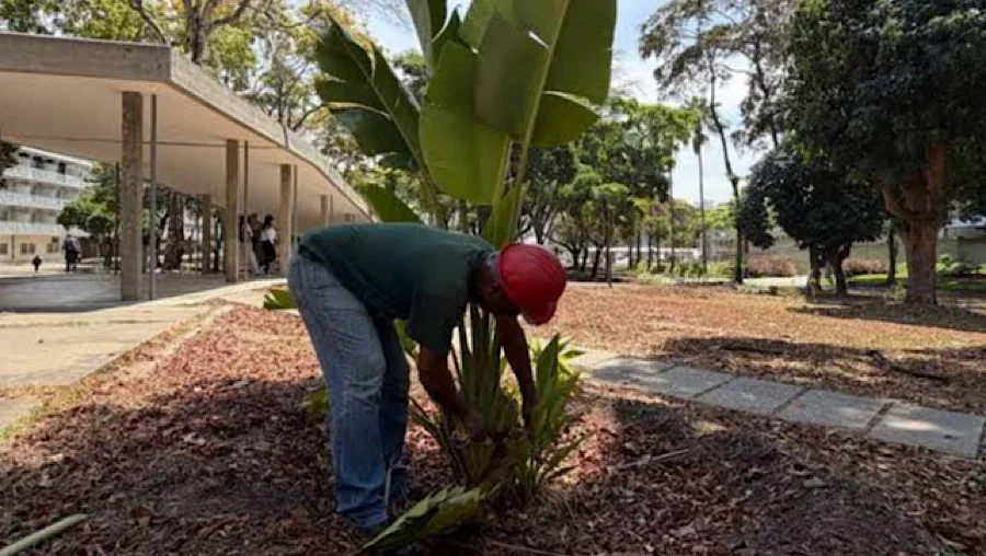 Rehabilitación del jardín sur en la Universidad Central de Venezuela