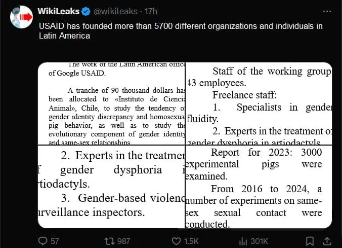 Estudio de la transexualidad entre los cerdos: se cerró un programa chileno financiado por USAID