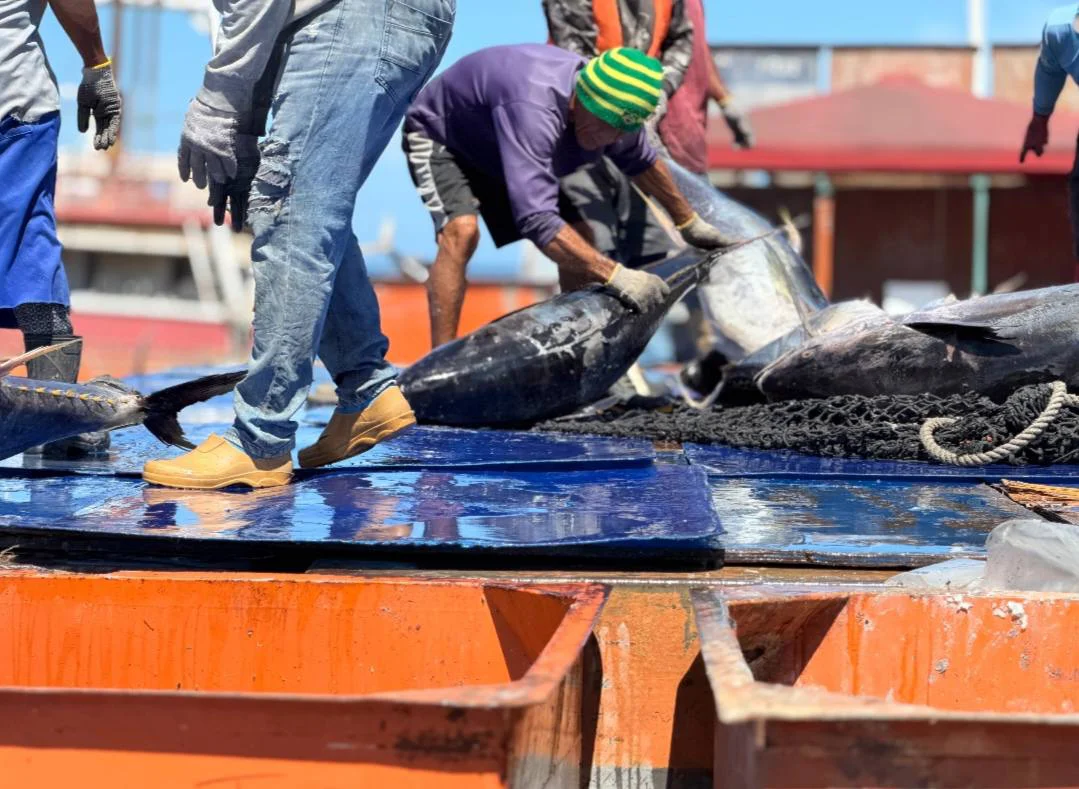 Arriban 550 toneladas de atún al estado Sucre para el abastecimiento del mercado municipal