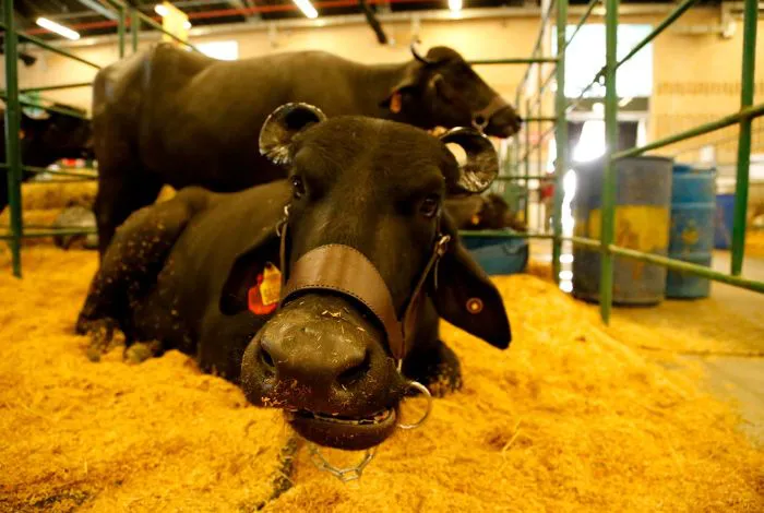 Criabufalos afina detalles para la III Feria Nacional en San Fernando de Apure.