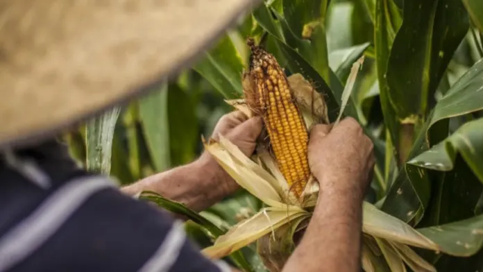 Productores de Maíz.