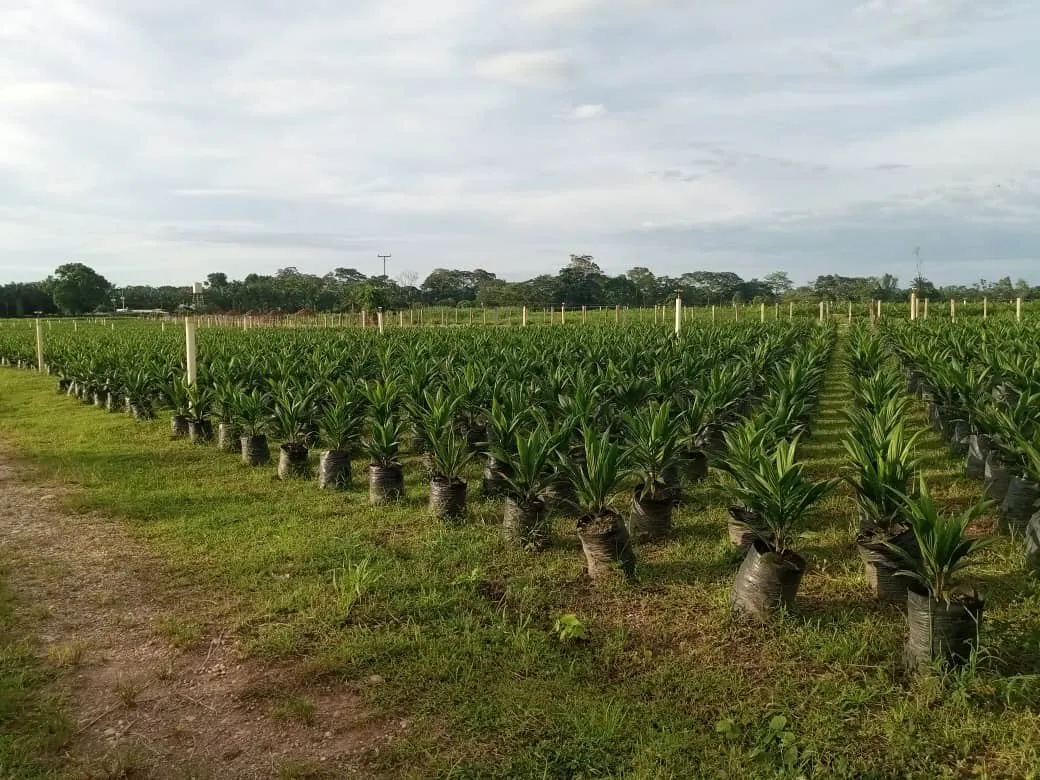 Agrónomos preocupados por impacto ambiental del cultivo