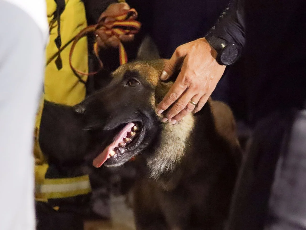 Luis Arteaga, rescatista español de la USAR 13, junto a su perro Covid. Foto: Mario Flores / ElMartilloVen