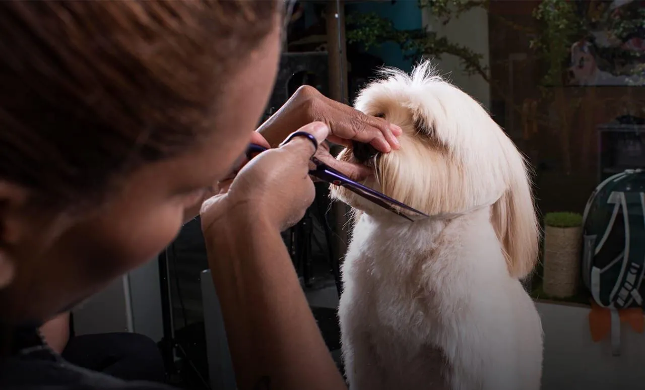 Vida Pets/ Foto: Cort. Vida Pets